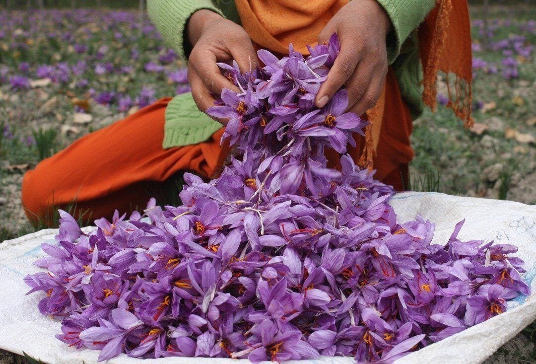 Saffron harvest in Afghanistan